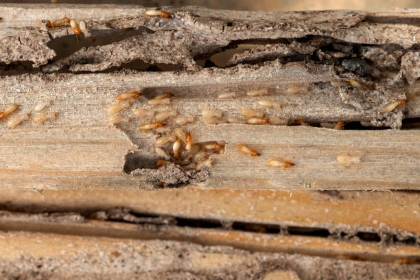 Best Pest Removal Services  in Sand Point, AK