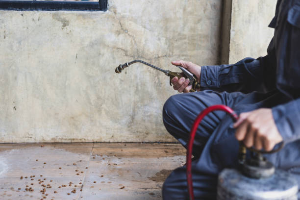 Best Local Pest Control Services  in Sand Point, AK